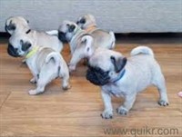 Pug/Mops catelusi pentru adoptie