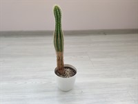 6739. Un cactus