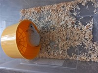 Donez hamsteri pitici siberieni