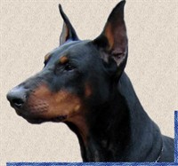 caine Doberman pentru adoptie