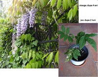 Glicina (Wisteria)