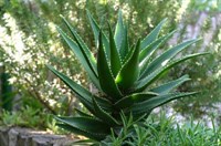 Pui de aloe vera