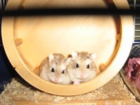 Hamster roborovsky mascul si trei pui