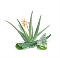 Puiuti de aloe vera