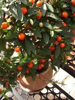 Seminte de Solanum 1