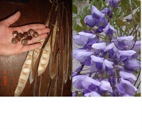 Seminte Glicina - Wisteria (2)