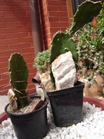 Cactus (2)