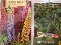 Seminte patrunjel, lupin si  lychnis coronaria 