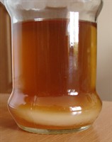 Pui de Kombucha