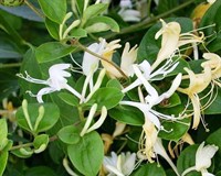 Lastar caprifoi (lonicera)