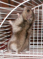 Hamsteri Roborovski