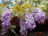 Glicina (Wisteria) planta (2)