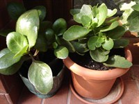 Kalanchoe roz (batuta) si rosie (simpla)