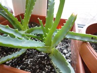 Pui aloe 1