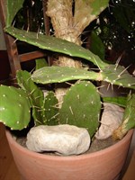 Cactus (2)