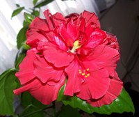 Trandafir japonez rosu batut 1