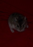 Hamster pitic Roborovski