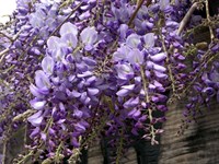 Seminte Wisteria (Glicina)