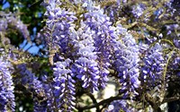 Seminte Wisteria (Glicina)