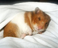 Donez Hamster