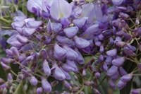 Seminte Wisteria (Glicina)