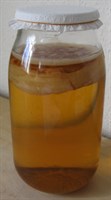 Ciuperca Kombucha