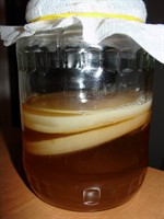 Pui de Kombucha