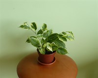 Ficus Benjamin variegat - planta decorativa prin frunzis