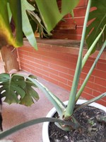 Lastar Monstera Deliciosa