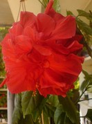 Pui trandafir chinezesc classic red 3