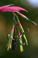 Pui Billbergia