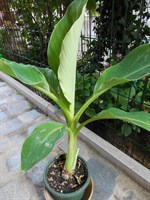 Planta (bananier pitic)