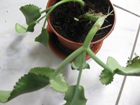 Planta - Kalanchoe daigremontiana