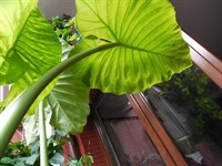 Planta - Colocasia