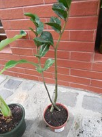 Planta - Zamioculcas zamiifolia