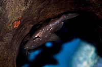 peste acvariu - Mystus leucophasis (Asian Upside Down Catfish)