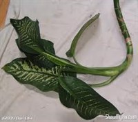 Pui de Dieffenbachia