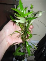 Plante acvariu