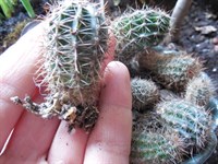 Pui de cactusi