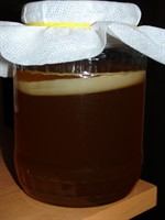 Pui de Kombucha