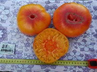 rosii ananas - seminte (7)
