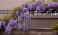 Seminte Glicina - Wisteria (2)