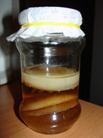 Pui de Kombucha