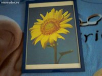 tablou/rama floare soarelui