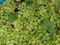 Salvinia