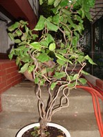 corylus avellana contorta