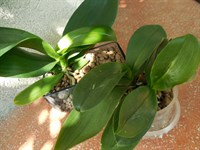 Orhidee - Phalaenopsis