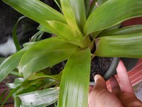 Guzmania (galbena)