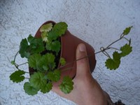 Glechoma hederacea variegata