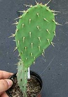 pui cactus opuntia